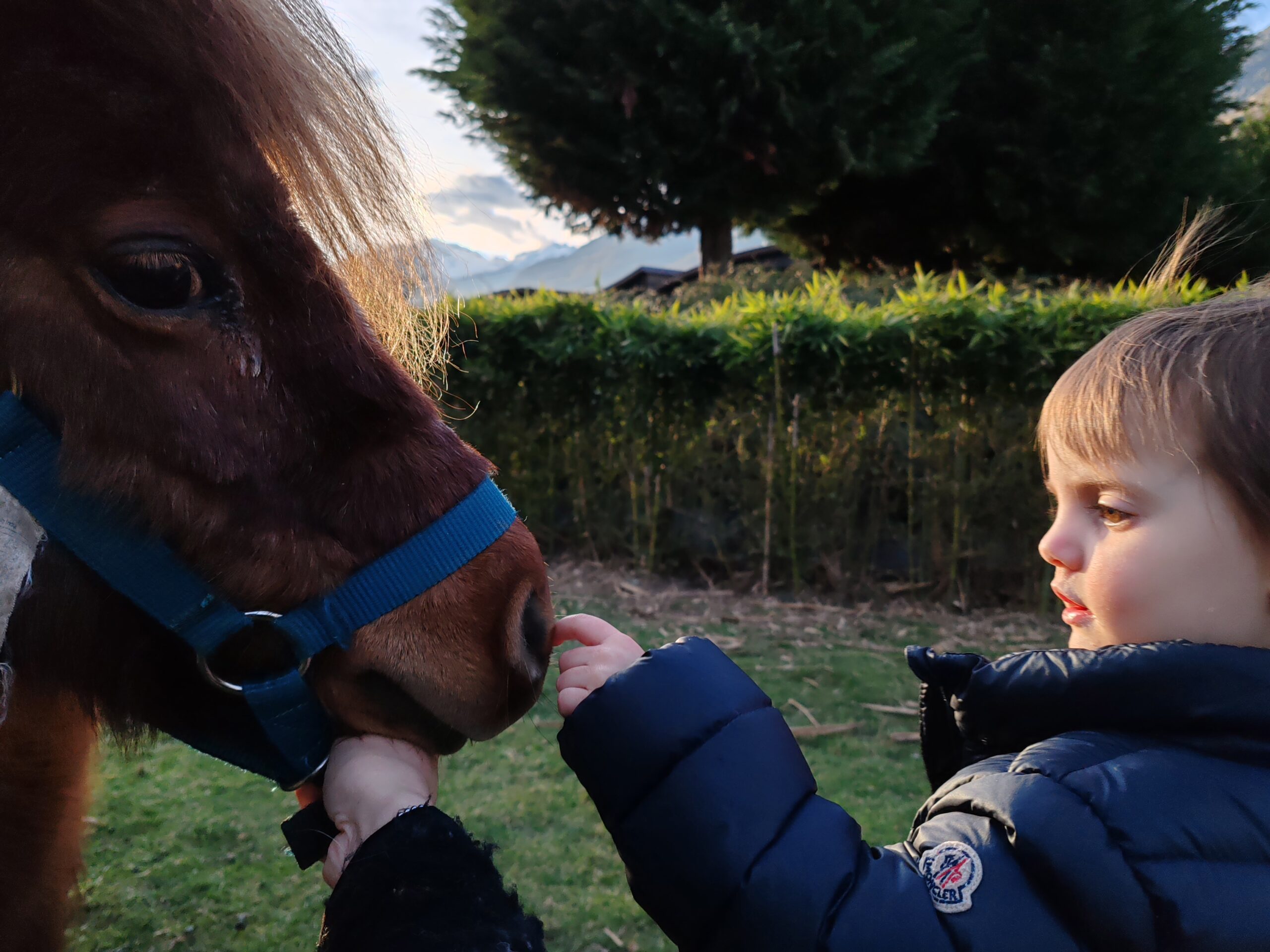 clara + pony