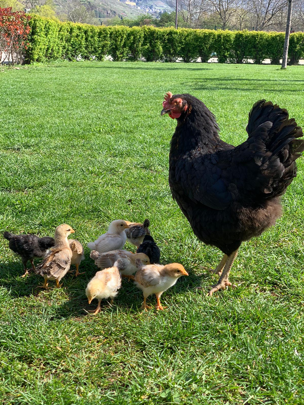 gallina pulcini